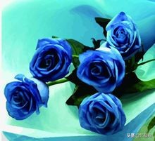 玫瑰的花语100句,一朵盛开的玫瑰花语