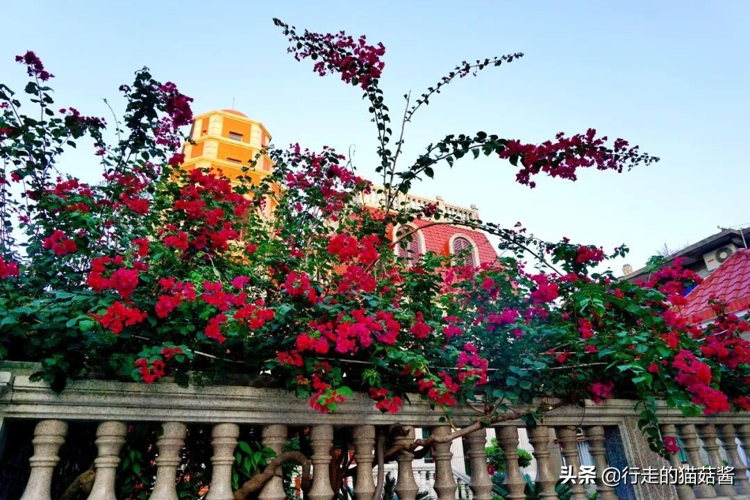 第一次去厦门必去攻略,去厦门的自由行攻略图文