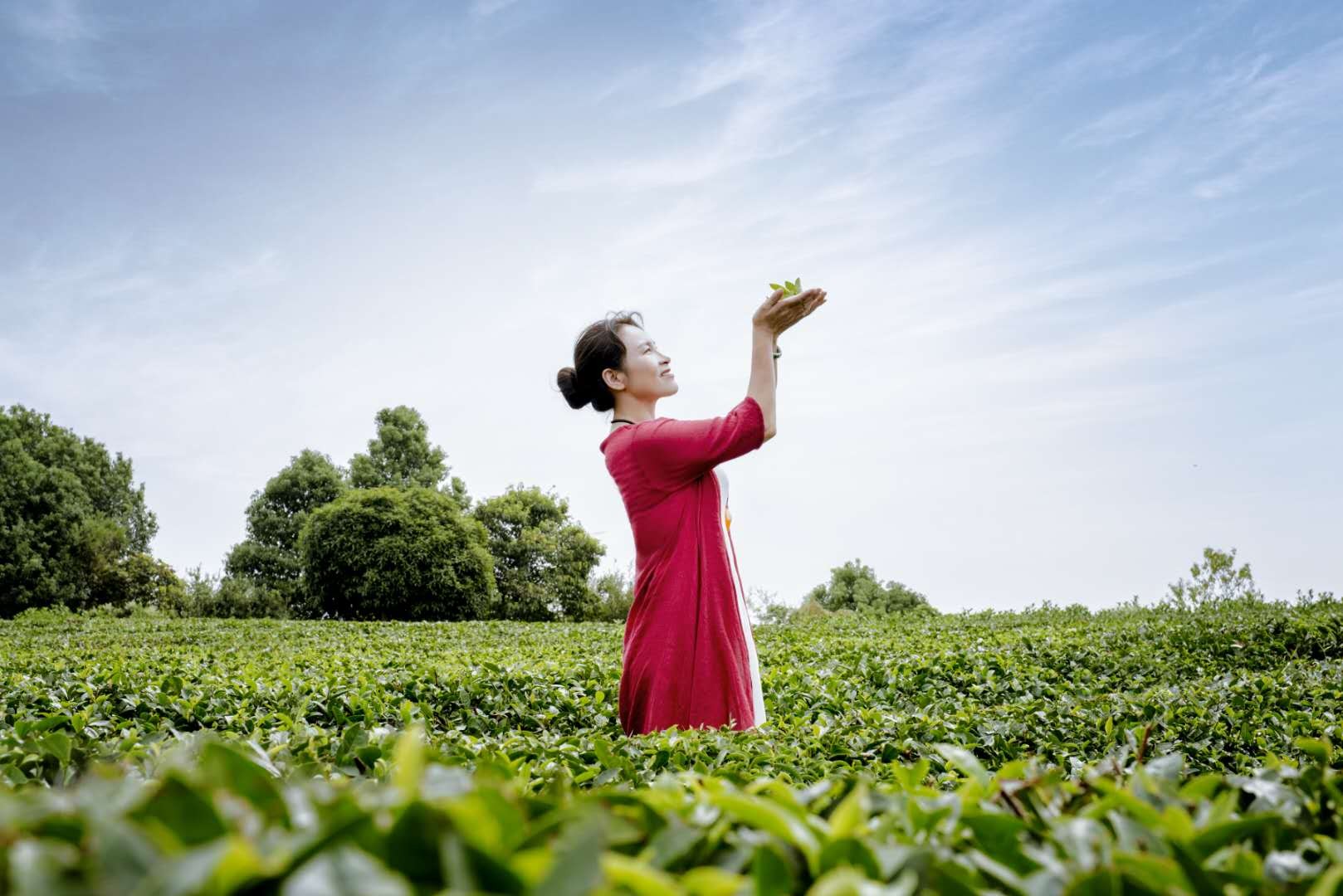 张流梅:润丝丝茶叶面膜,国茶大师的美丽事业