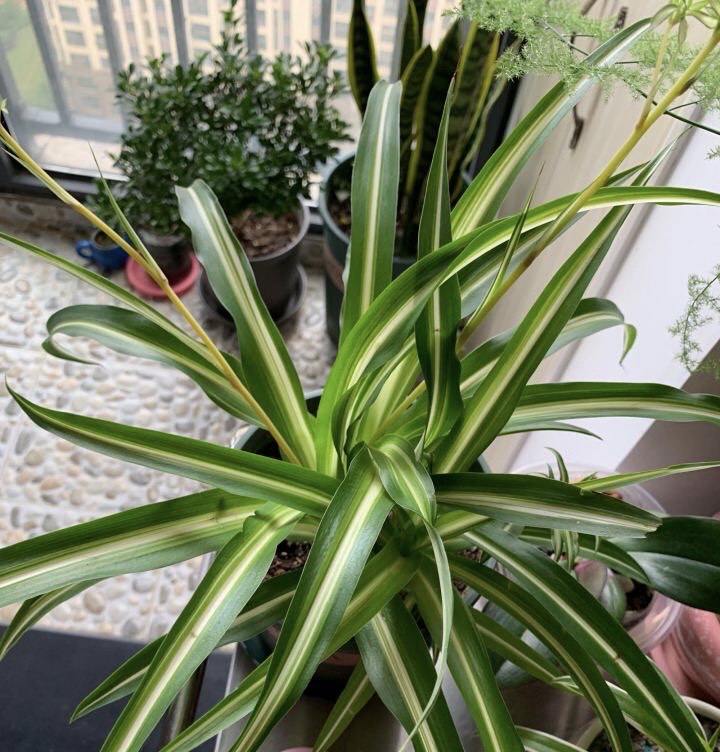 绿萝吊兰花叶喷什么肥水好一点,用黄豆肥水喷洒吊兰叶面