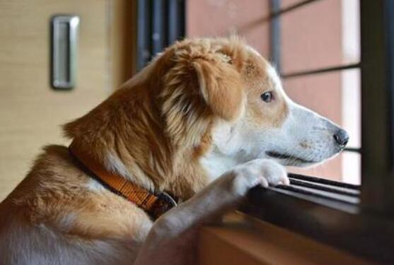 被狗咬到的人如何养狗,养狗专家告诉如何解救被狗咬