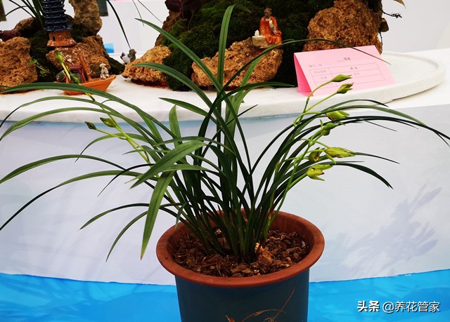 十大品种的兰花有哪几种,10月份开花的兰花品种多少钱一棵