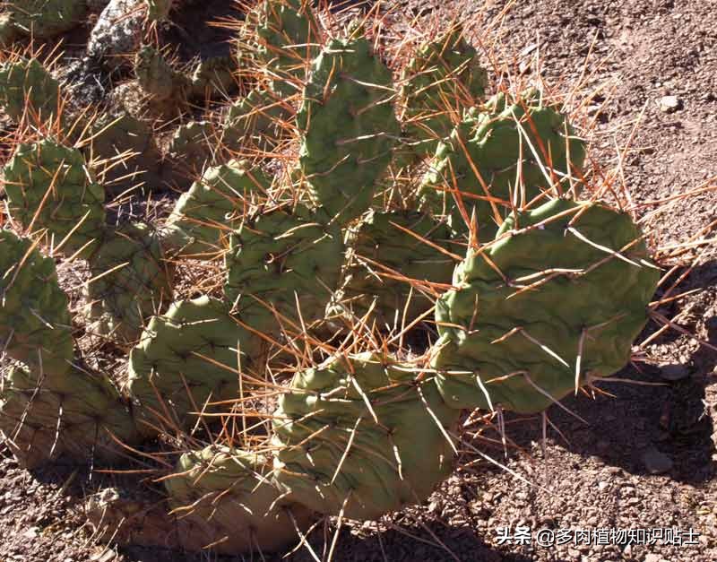仙人掌新芽长歪了怎么办,仙人掌越长越歪怎么回事