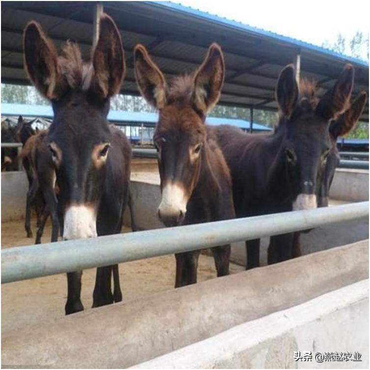 养一头驴挣多少钱,养一头驴一年能赚多少钱