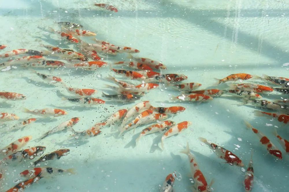 爱鲤养殖,爱鲤是什么意思