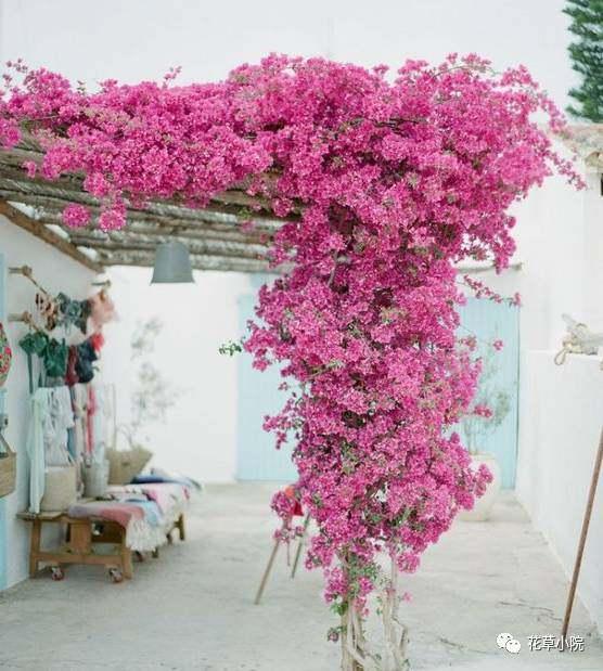 4种爬墙花值得养,家里养的爬墙花哪种最好养