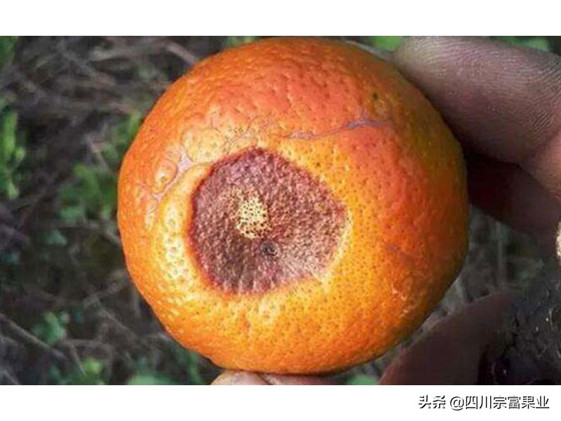 柑橘黑心病的治疗方法,柑橘有点腐烂是什么原因