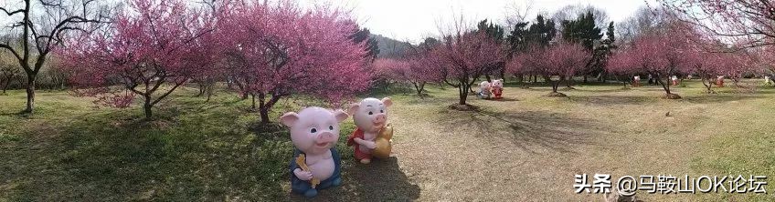 马鞍山滨江公园樱花开了吗,马鞍山雨山樱花