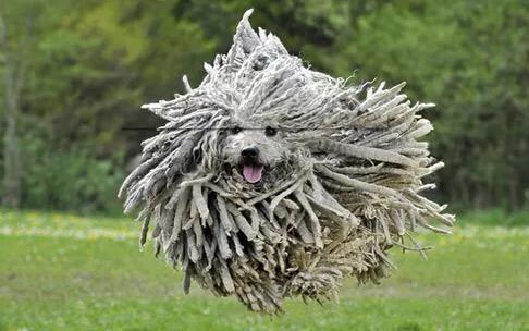 世界各国大型猛犬排名,世界各国猛犬排名