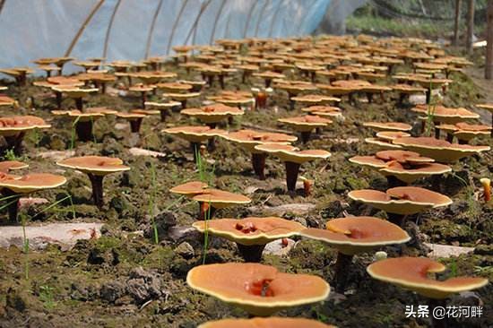 灵芝种植技术与栽培管理过程,灵芝每个阶段栽培环境条件