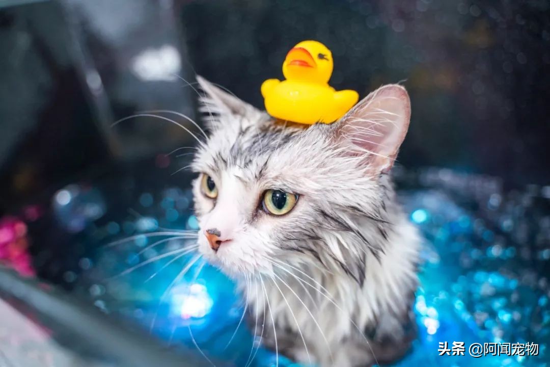 猫咪不洗澡也很干净,猫咪洗澡没冲干净有什么影响