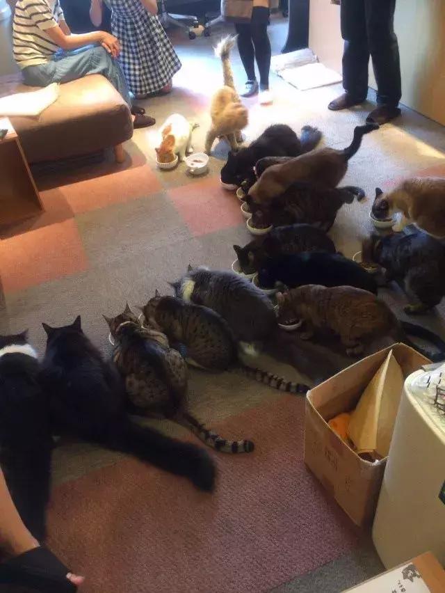 可以撸羊驼撸猫撸狗的咖啡厅,猫咖咖啡馆买猫