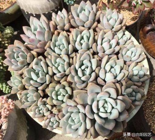 多肉养不好,多肉精养怎么控