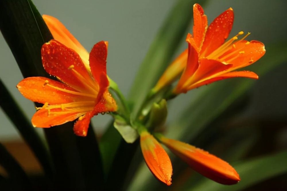 君子兰怎么才能养好根,怎样把君子兰根养好