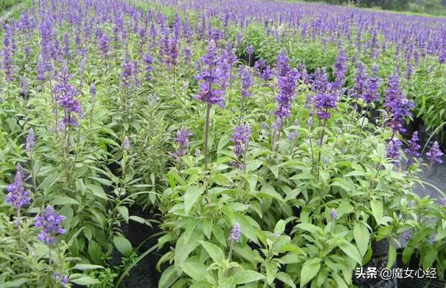 舒缓型护肤品主要功效是什么,修复镇静舒缓肌肤护肤品的卖点