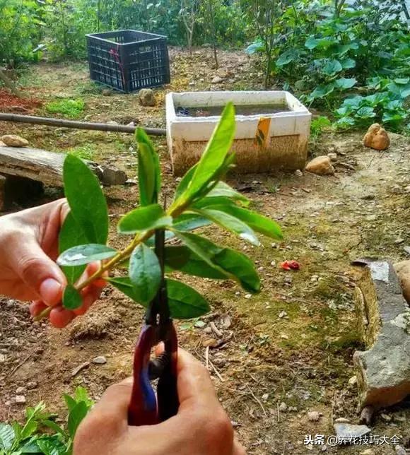 刚栽的杜鹃花蔫了怎么办,杜鹃花死了一半怎么回事