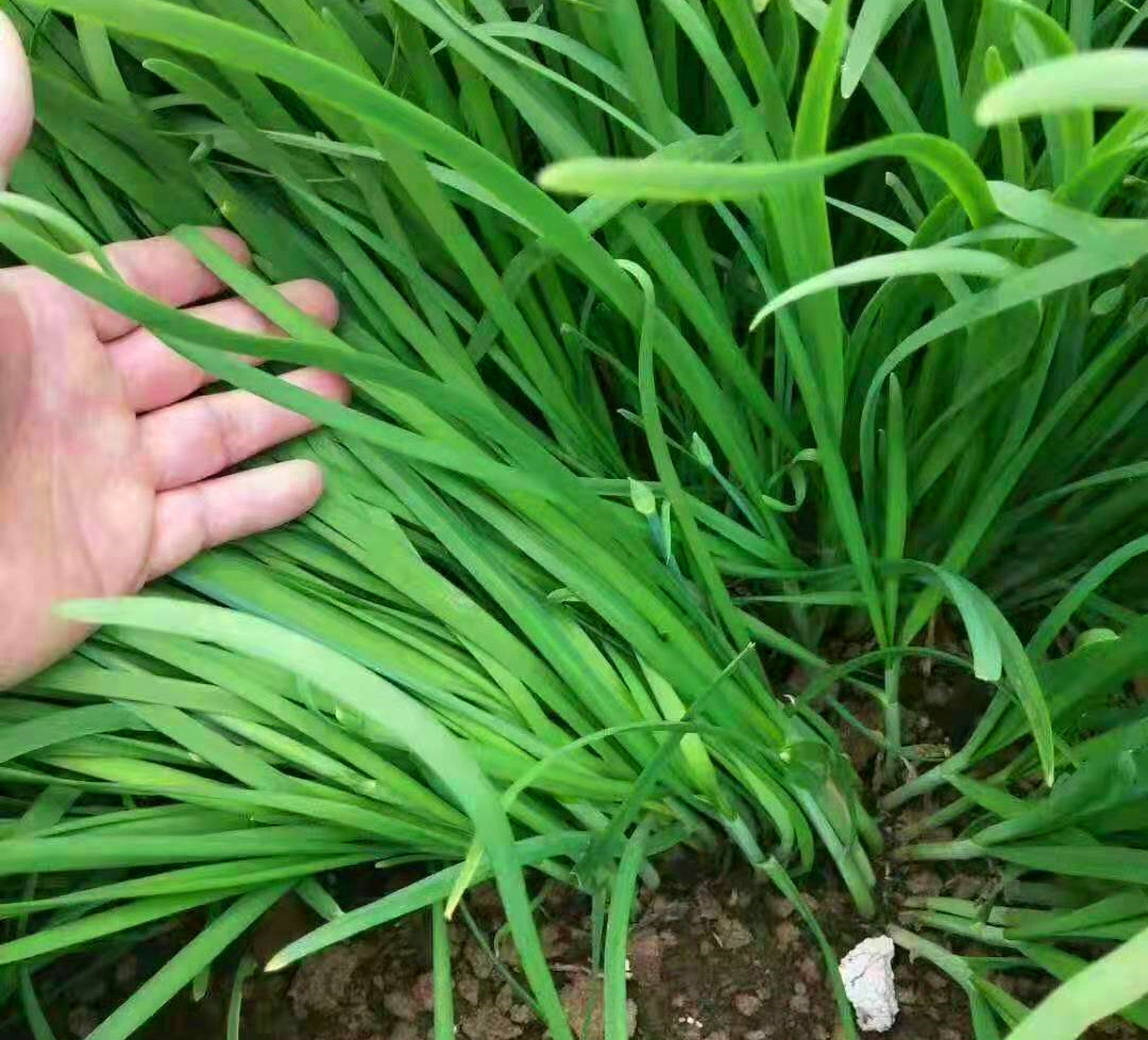 青菜里面种什么菜不长虫子,什么青菜好种又不容易长虫