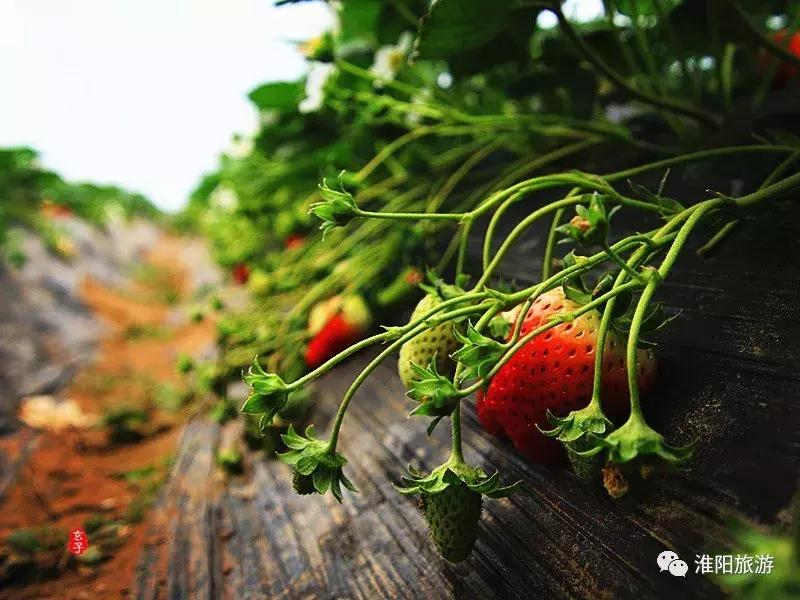 长亭外,古道边……原来淮阳古代的十里长亭竟然在这里