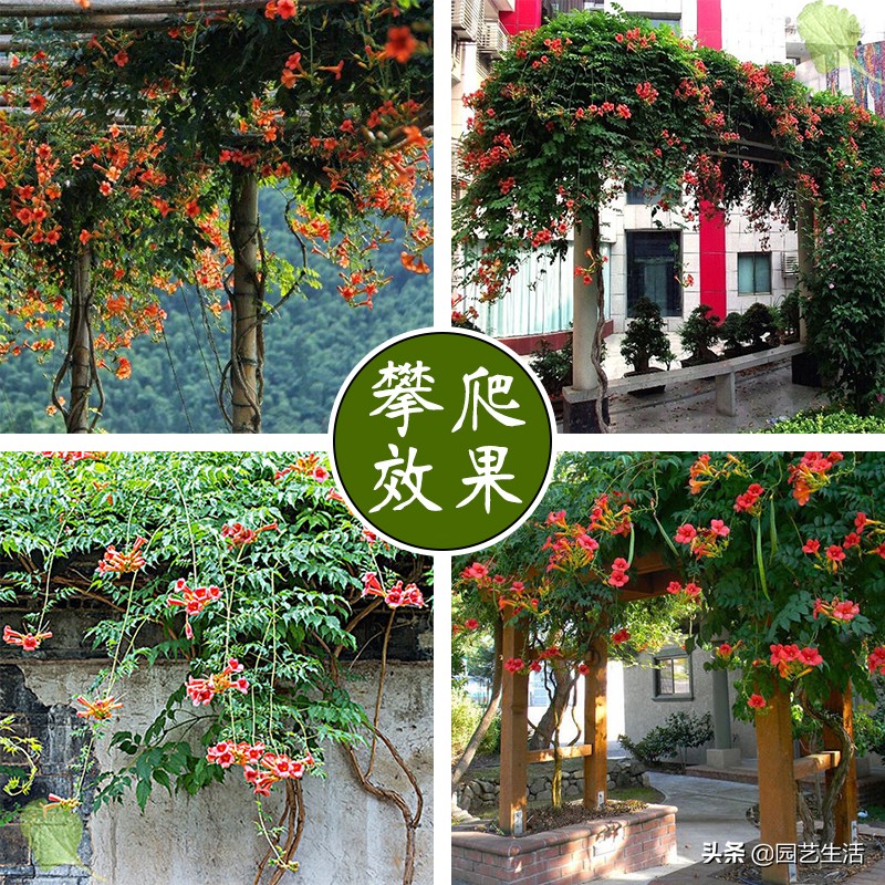 凌霄和爬山虎在7月份能栽活吗,金银花爬山虎凌霄种植在一起