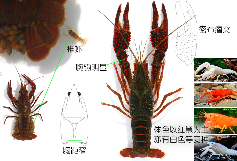 食物扫盲认识小龙虾,餐桌上的动物以及分类