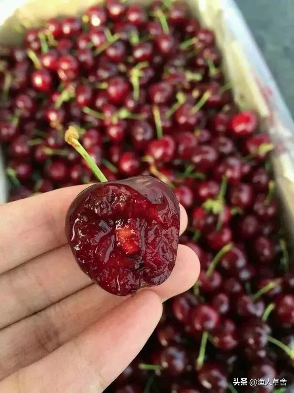 各国cherry车厘子品种，与我国大樱桃有哪些不同