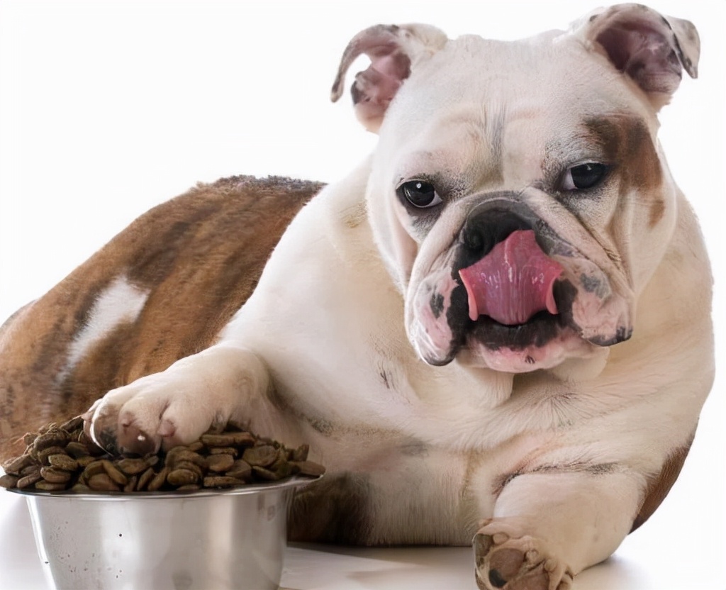 狗狗不爱听话怎么办,怎么解决狗狗过于粘人的问题