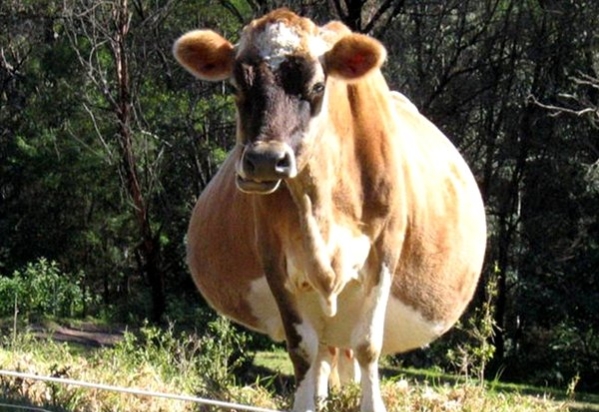 牛羊胀肚?介绍两种引起牛羊胀肚的病:前胃迟缓和瘤胃积食