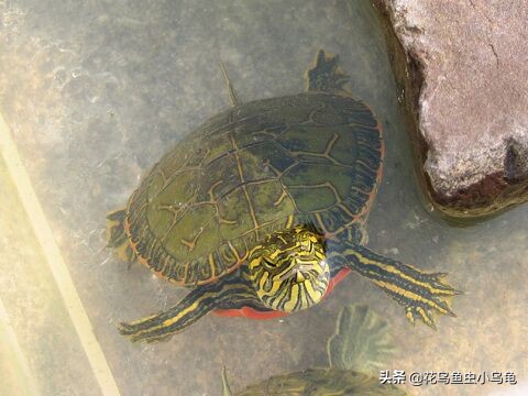 新手养乌龟如何让乌龟吃龟粮,乌龟怕冷吗冬天怎么养乌龟