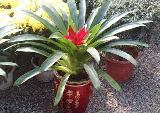 鸿运当头怎么种植才能高产,鸿运当头种子怎么种