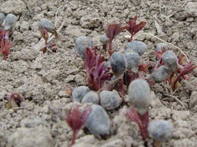 牡丹如何栽培视频教程,牡丹种植方法及养护