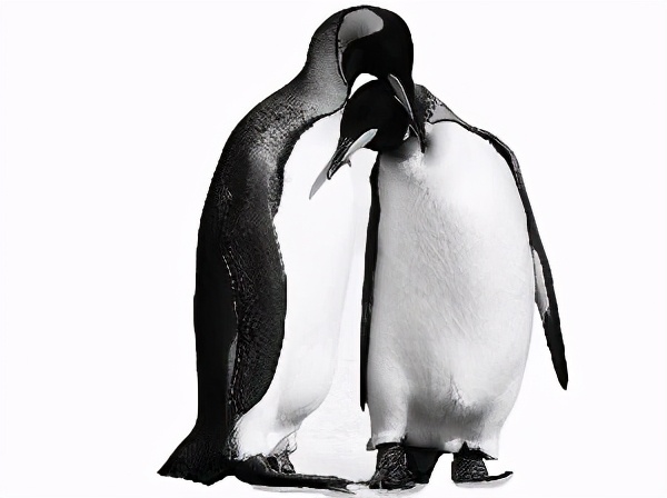 从企鹅蛋到企鹅幼崽的全过程,为什么企鹅爸爸孵化自己的孩子