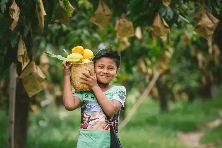 鑺掓灉娌欏啺澶忓ぉ娓呭噳,澶忔棩鑺掓灉娌欏啺