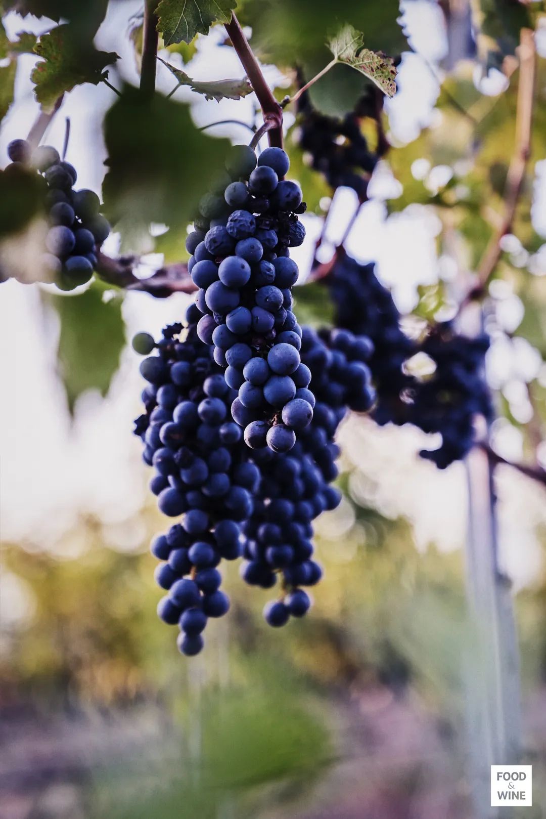 中国造葡萄酒,中国制造的葡萄酒