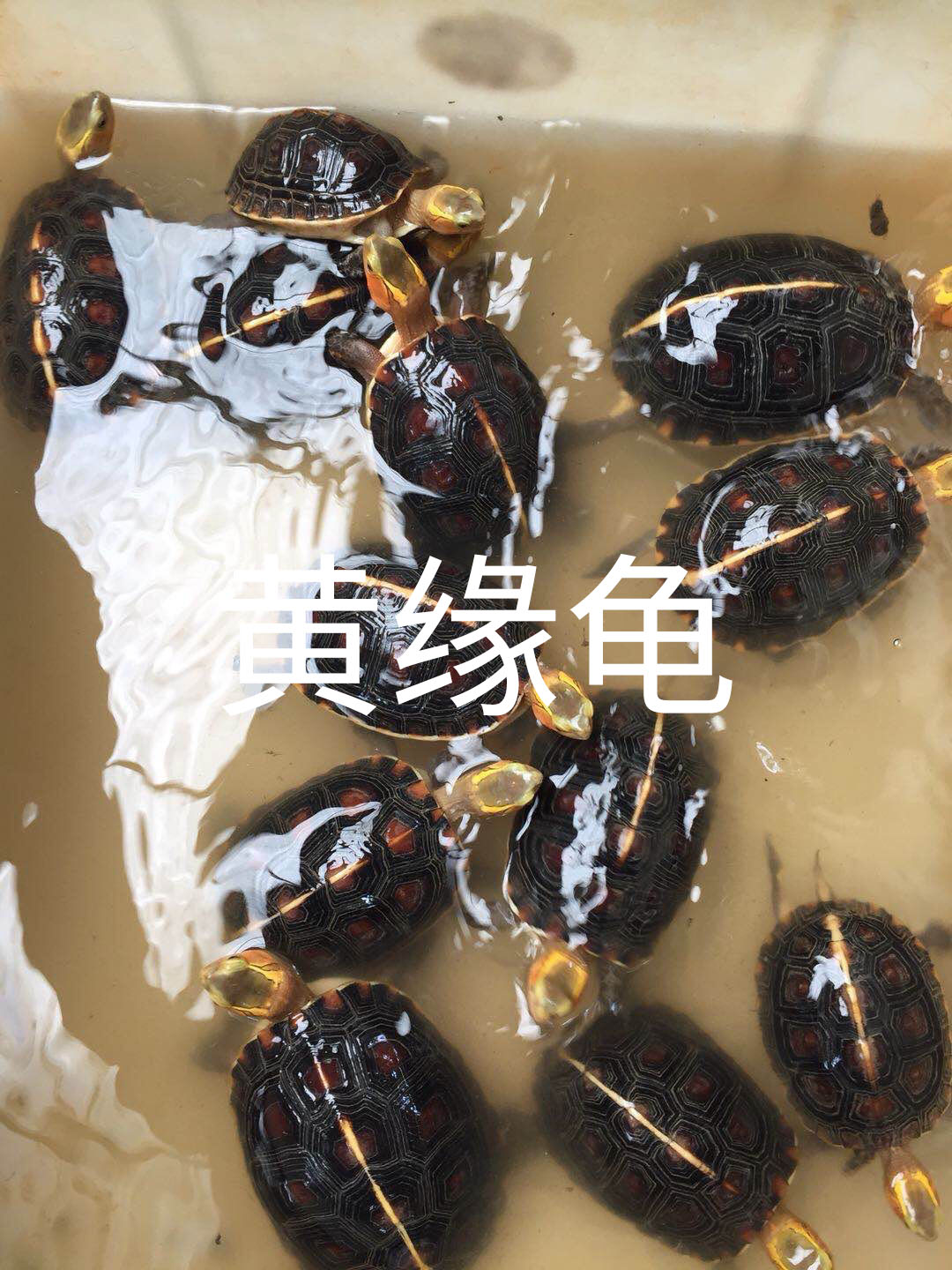 路边摆摊卖什么龟,花鸟市场卖什么龟