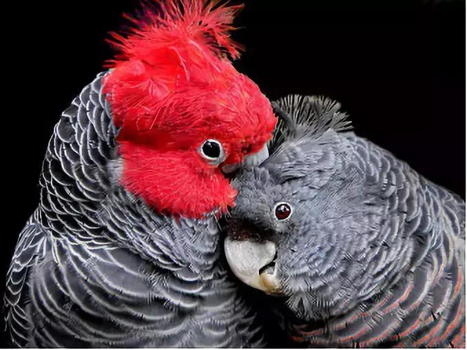 这些动物明明是“夫妻”,却没有长出一副“夫妻相”!