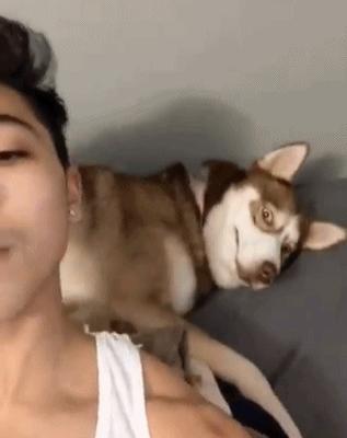 狗狗尾巴动作代表的含义,狗狗的尾巴动作代表的含义