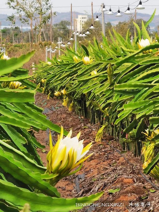 做把“村姑”,走进海南灯火灿烂的火龙果园