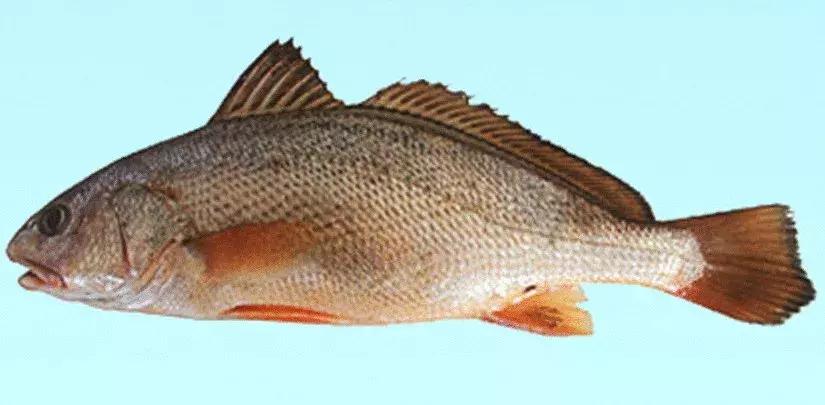 蜘蛛鱼胶品种价格,蜘蛛胶跟花胶