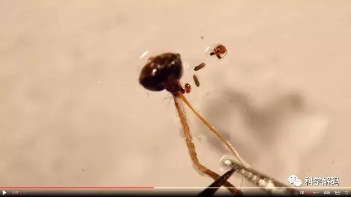 蚊子怎么咬人科普,蚊子解剖示意图