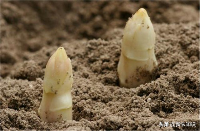 芦笋的种植方法详细教程,芦笋的种植方法和技巧