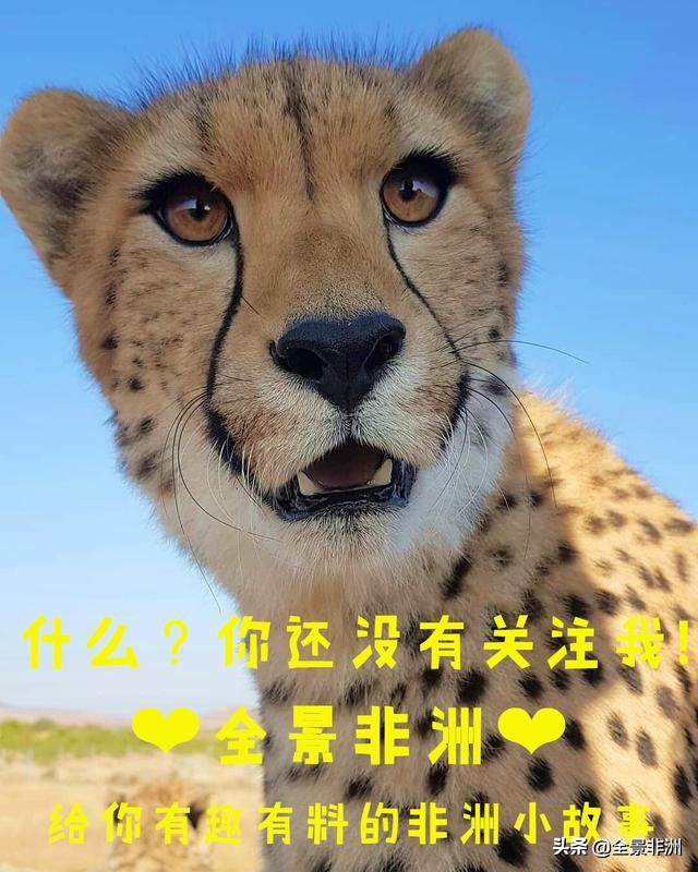 非洲科普|为什么说种族不存在?我们与非洲人真的有区别吗?