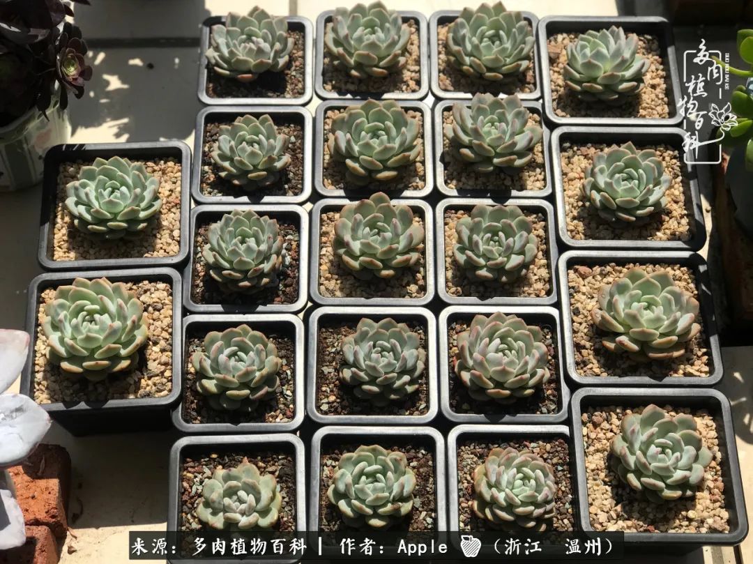 多肉成长记观察记录怎么写,多肉成长记录观察展板