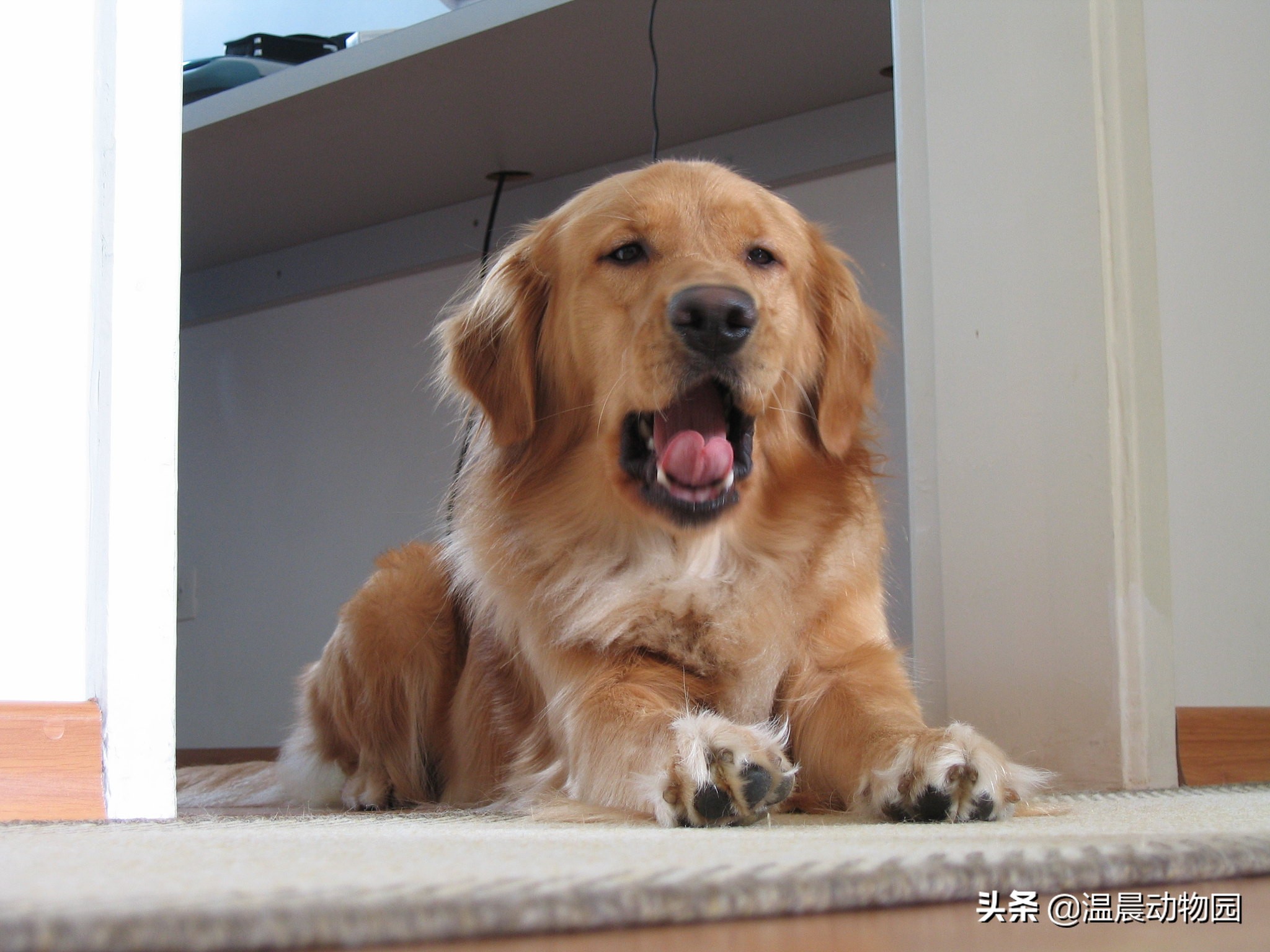 什么狗狗的品种是两个字相同的,可以识别狗狗品种的犬类