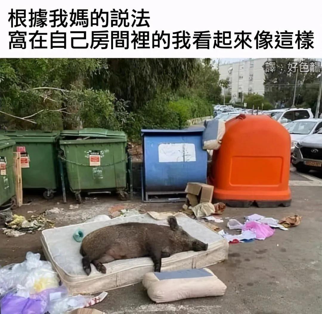 动物搞笑图片大全集,搞笑图片我能怎么办