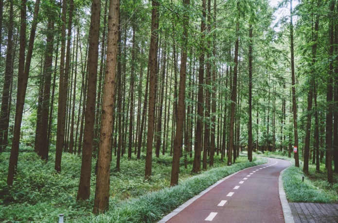 东台黄海森林公园,3000公顷森林公园畅游,绿色氧吧畅快呼吸