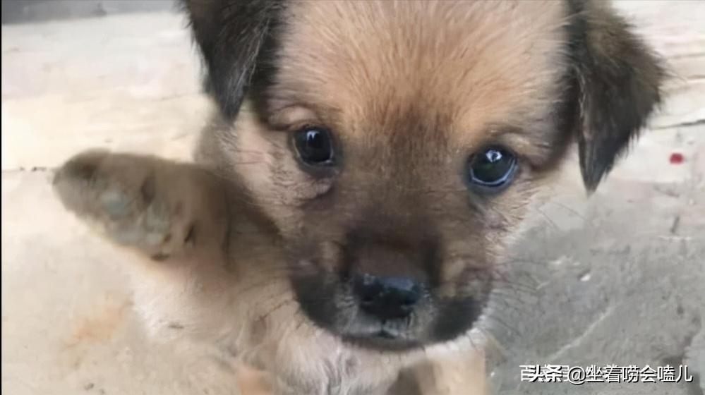 农村土狗迎接主人的悲惨下场,农村土狗自繁自养