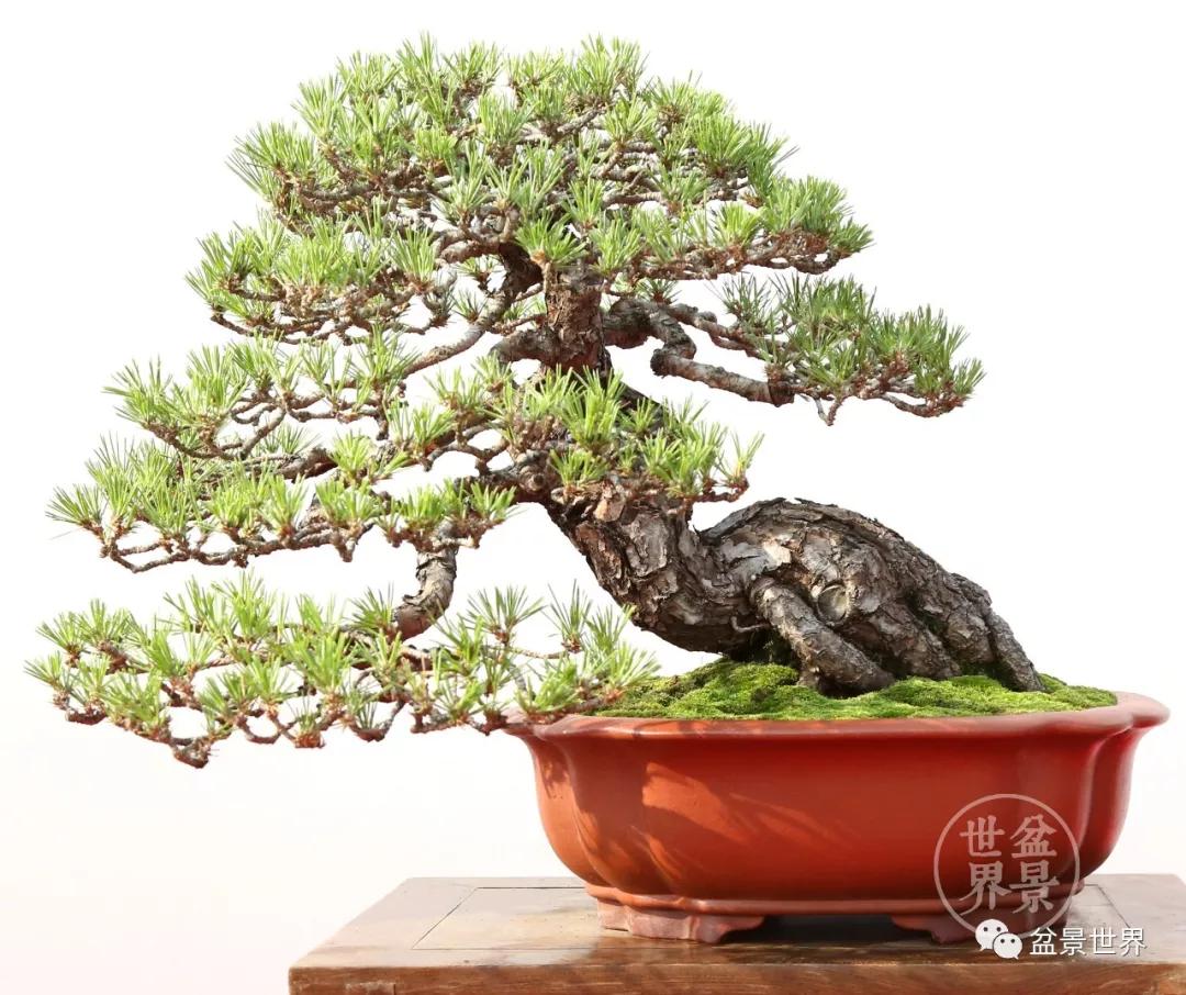 宿松十大顶级黑松盆景 (黑松微型盆景日本黑松30公分价格)