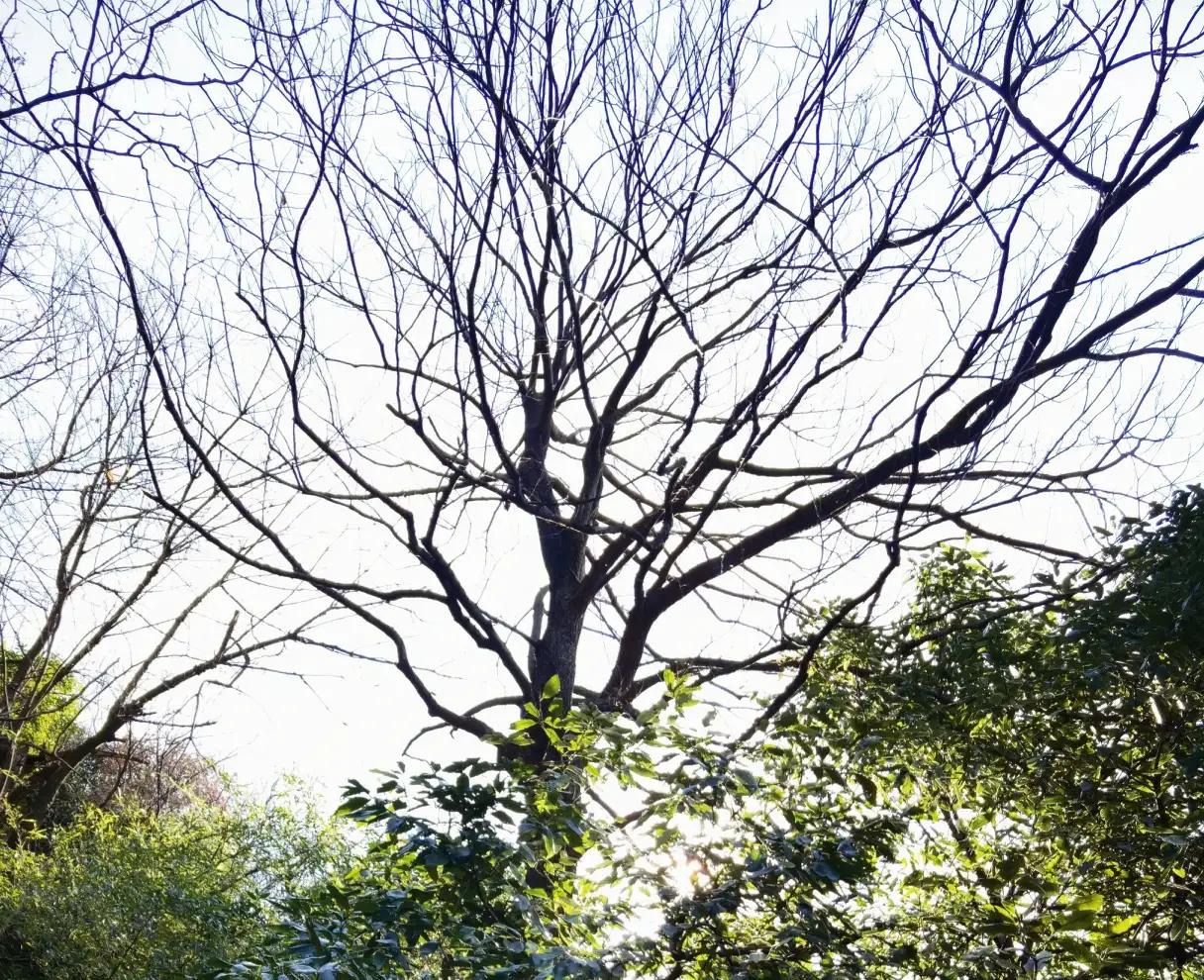 五岳独秀,五岳独秀图文