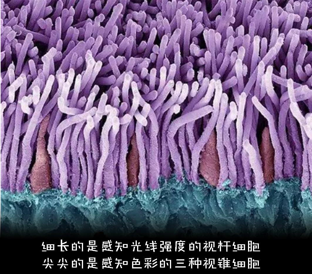 色盲悖论是什么,如何解释才能不留BUG?带你深入认识色盲