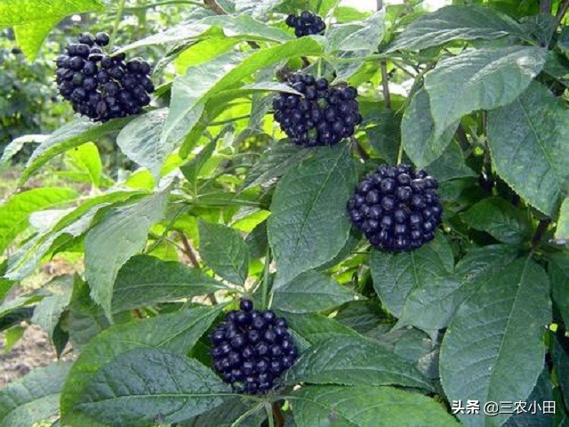 此为“刺五加”请识别，用途甚广，若遇见别砍来当柴火，你见过吗